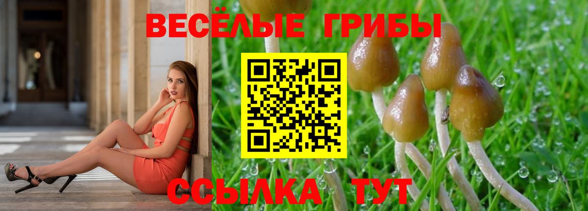 Псилоцибиновые грибы Psilocybe Костомукша